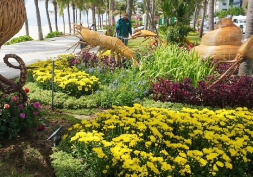 ĐƯỜNG HOA BIỂN ĐÀ NẴNG - 2024